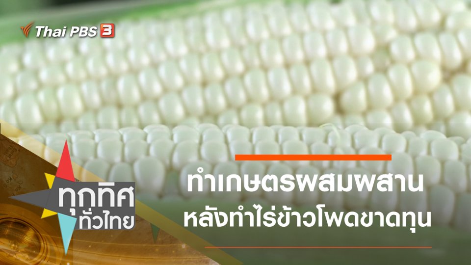ทำเกษตรผสมผสานหลังทำไร่ข้าวโพดขาดทุน จ.เพชรบูรณ์