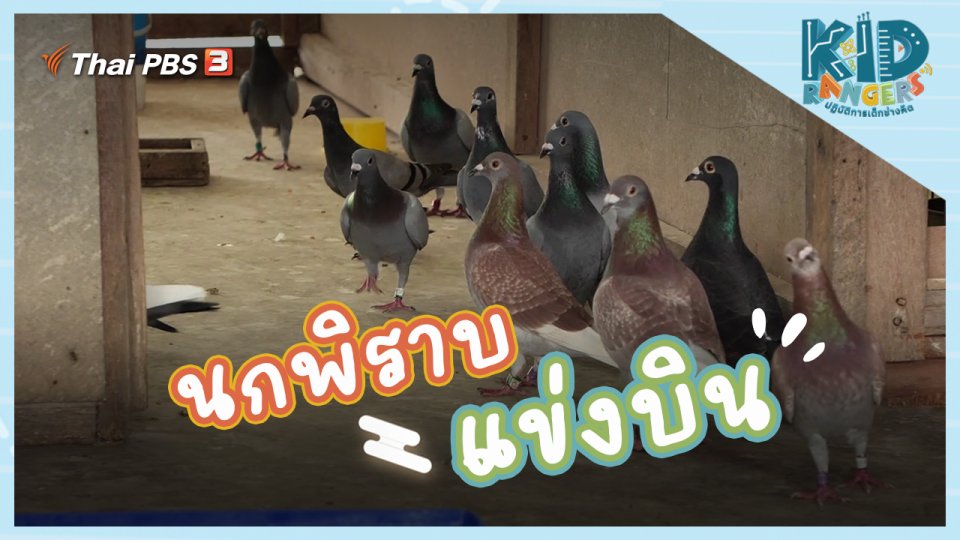 นกพิราบแข่งบิน