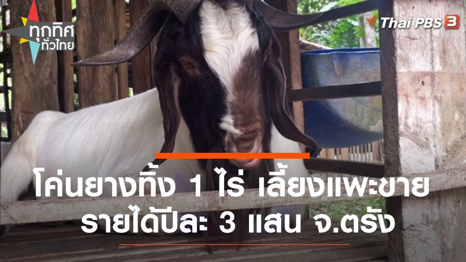 โค่นยางทิ้ง 1 ไร่ เลี้ยงแพะขายรายได้ปีละ 3 แสน จ.ตรัง
