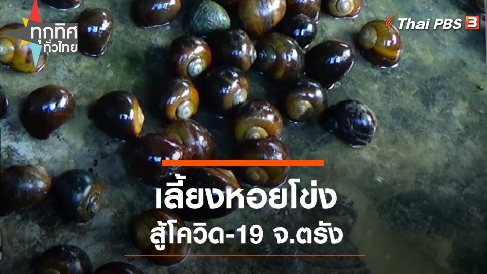 เลี้ยงหอยโข่งสู้โควิด-19 จ.ตรัง