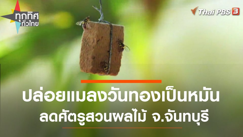 ปล่อยแมลงวันทองเป็นหมัน ลดศัตรูสวนผลไม้ จ.จันทบุรี