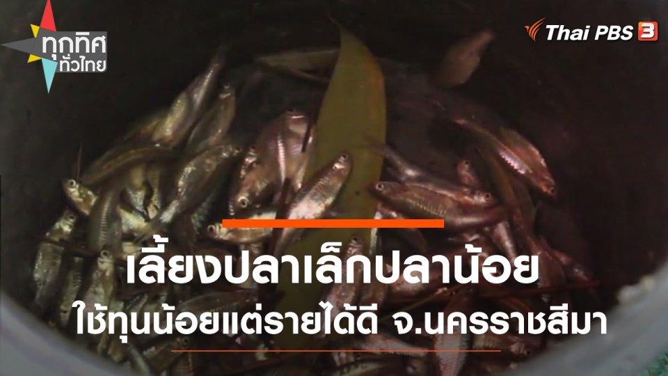 เลี้ยงปลาเล็กปลาน้อยใช้ทุนน้อยแต่รายได้ดี จ.นครราชสีมา