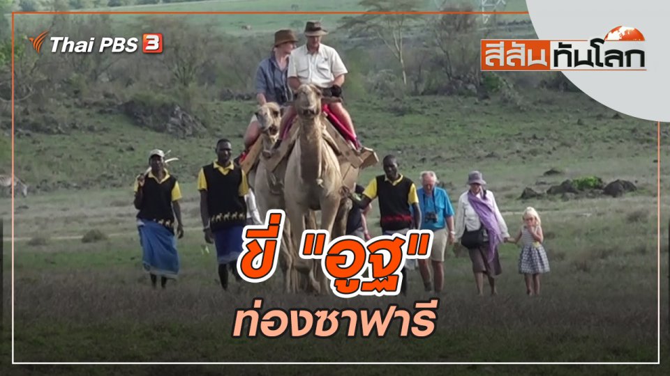 ขี่ "อูฐ" ท่องซาฟารี | สีสันทันโลก | 14 พ.ค. 65
