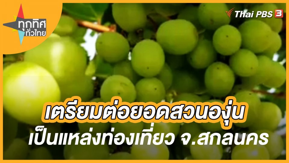 เตรียมต่อยอดสวนองุ่นเป็นแหล่งท่องเที่ยว จ.สกลนคร