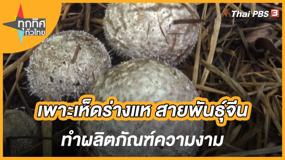 เพาะเห็ดร่างแห สายพันธุ์จีน ทำผลิตภัณฑ์ความงาม