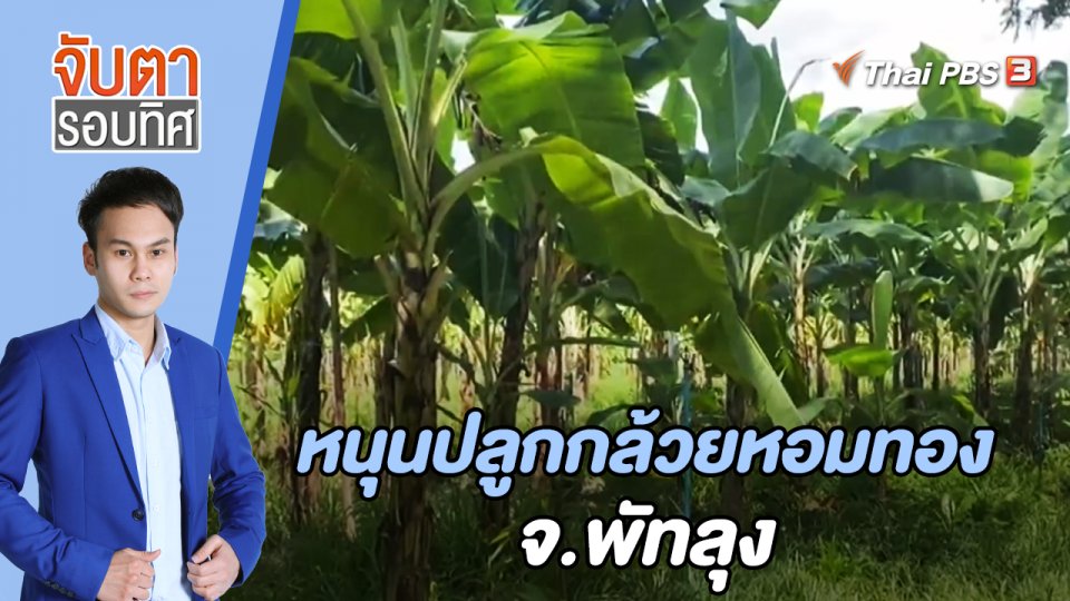 หนุนปลูกกล้วยหอมทอง จ.พัทลุง | จับตารอบทิศ | 19 พ.ค. 65