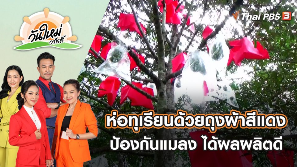 ห่อทุเรียนด้วยถุงผ้าสีแดง ป้องกันแมลงและได้ผลผลิตดี | วันใหม่วาไรตี้ | 24 พ.ค. 65