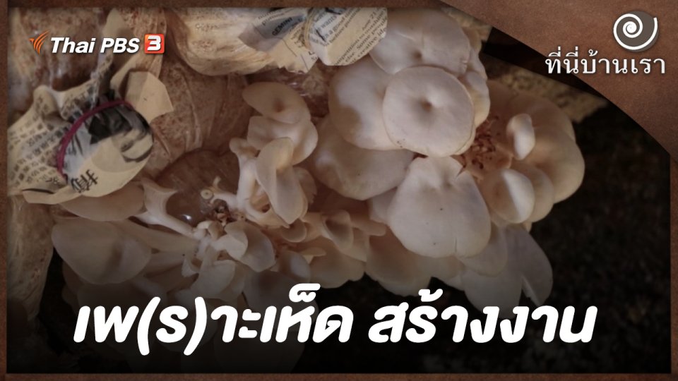 เพ(ร)าะเห็ด สร้างงาน
