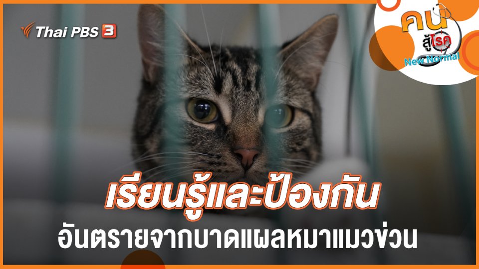 เรียนรู้และป้องกัน อันตรายจากบาดแผลหมาแมวข่วน