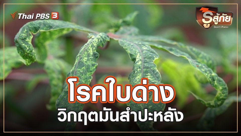 ​​โรคใบด่าง วิกฤตมันสำปะหลัง