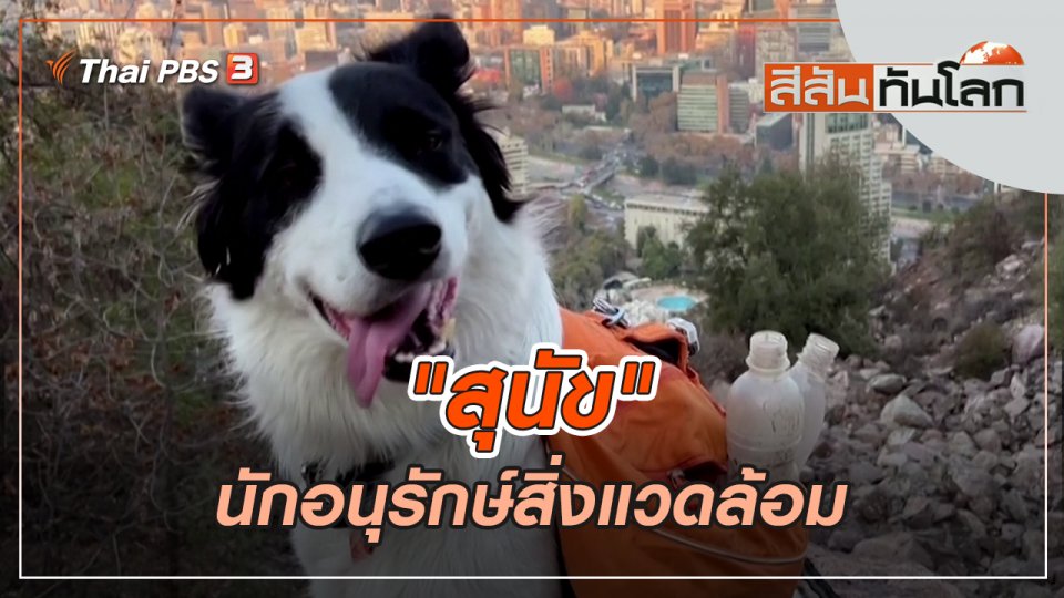 "สุนัข" นักอนุรักษ์สิ่งแวดล้อม | สีสันทันโลก | 11 มิ.ย. 65