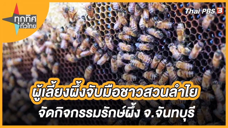 ผู้เลี้ยงผึ้งจับมือชาวสวนลำไยจัดกิจกรรมรักษ์ผึ้ง จ.จันทบุรี