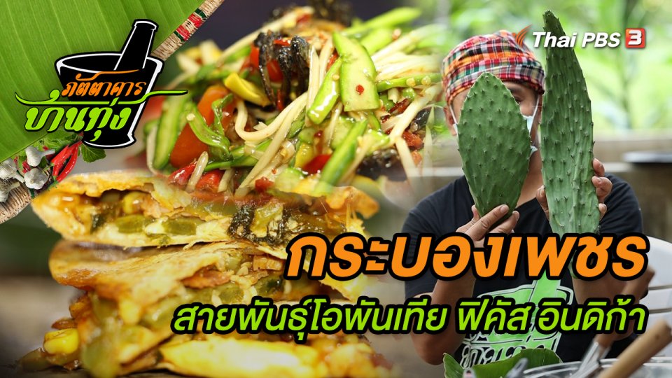 กระบองเพชรสายพันธุ์โอพันเทีย ฟิคัส อินดิก้า