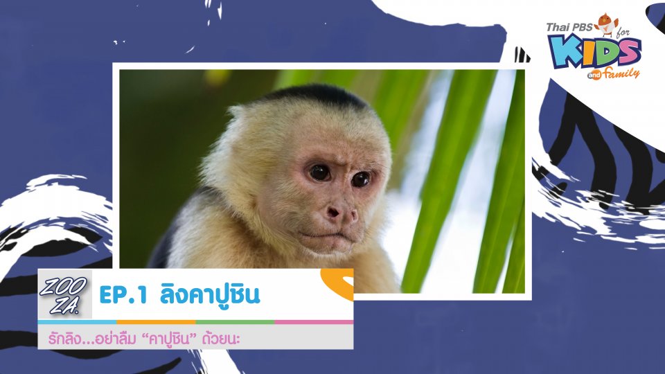ลิงคาปูชิน
