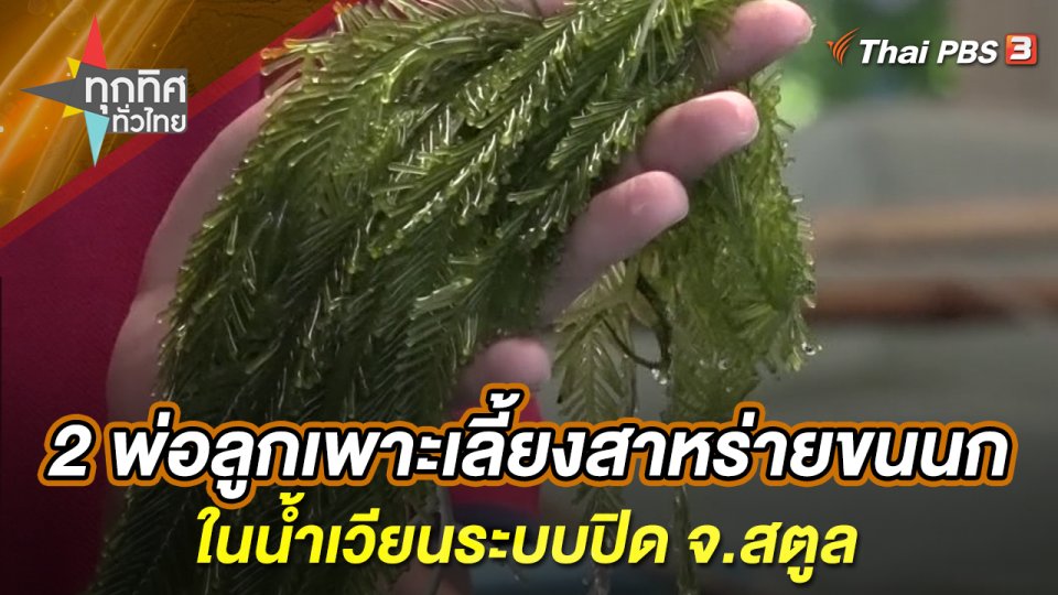 2 พ่อลูกเพาะเลี้ยงสาหร่ายขนนกในน้ำเวียนระบบปิด จ.สตูล