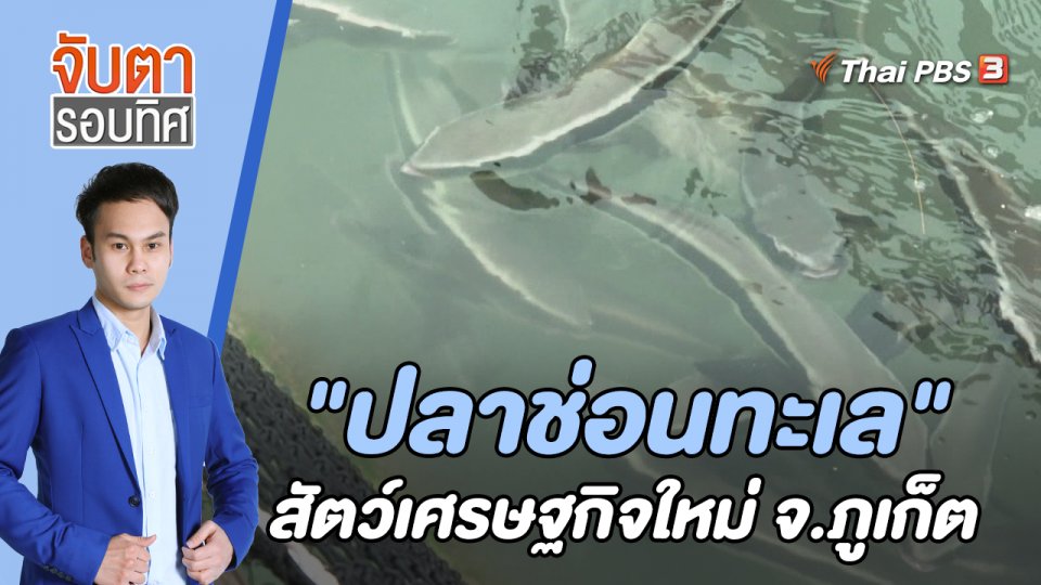 "ปลาช่อนทะเล" สัตว์เศรษฐกิจใหม่ จ.ภูเก็ต | 7 ต.ค. 65