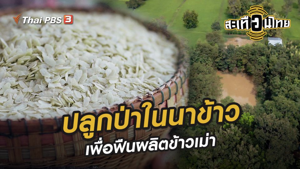 ปลูกป่าในนาข้าว