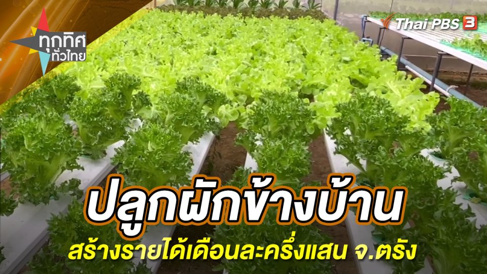 ปลูกผักข้างบ้านสร้างรายได้เดือนละครึ่งแสน จ.ตรัง
