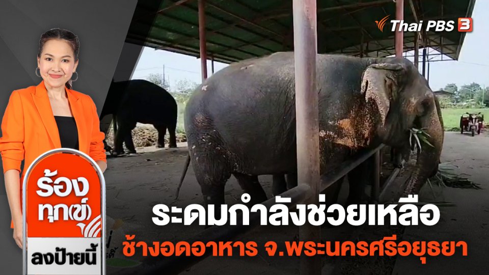 ระดมกำลังช่วยเหลือช้างอดอาหาร จ.พระนครศรีอยุธยา