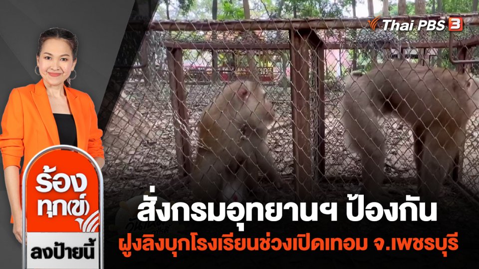 สั่งกรมอุทยานฯ ป้องกันฝูงลิงบุกโรงเรียนช่วงเปิดเทอม จ.เพชรบุรี