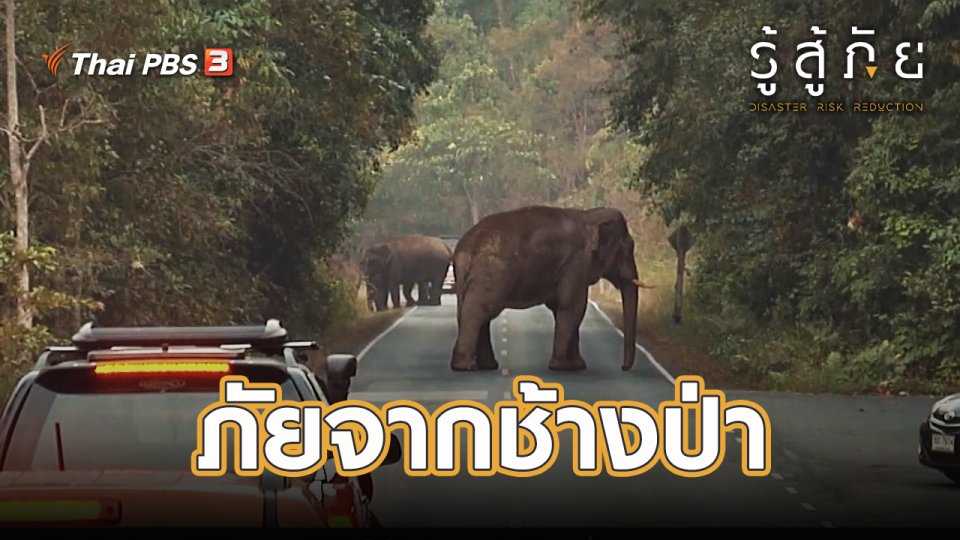 ​ภัยจากช้างป่า