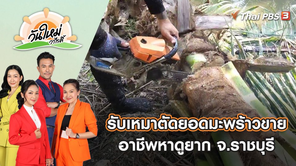 รับเหมาตัดยอดมะพร้าวขาย อาชีพหาดูยาก จ.ราชบุรี | วันใหม่วาไรตี้ | 23 พ.ย. 65