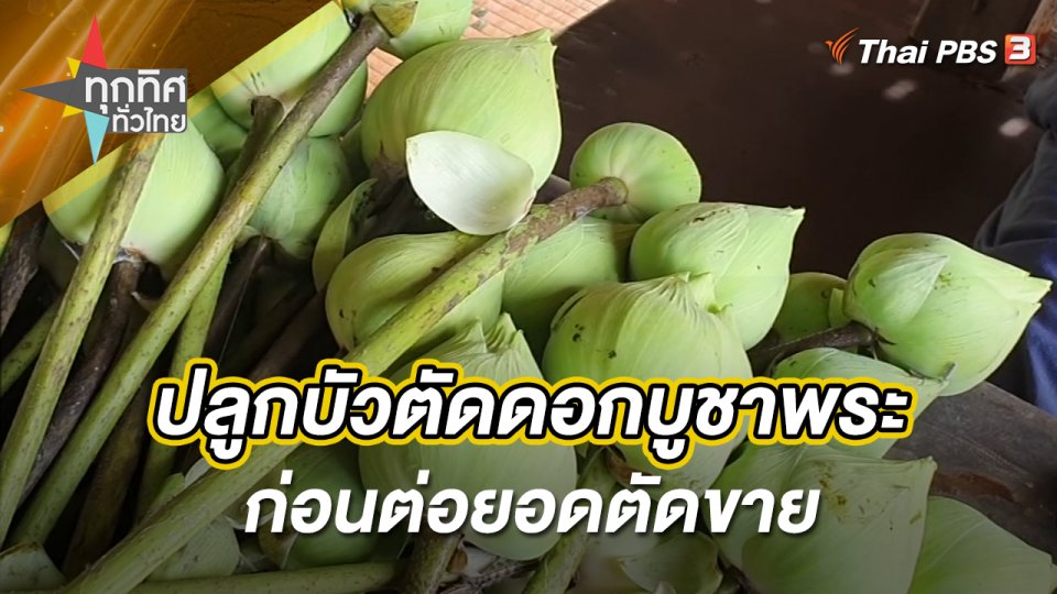 ปลูกบัวตัดดอกบูชาพระก่อนต่อยอดตัดขาย จ.มหาสารคาม