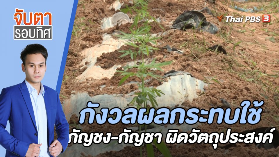 กังวลผลกระทบใช้กัญชง - กัญชา ผิดวัตถุประสงค์ | จับตารอบทิศ | 20 ก.ค. 65
