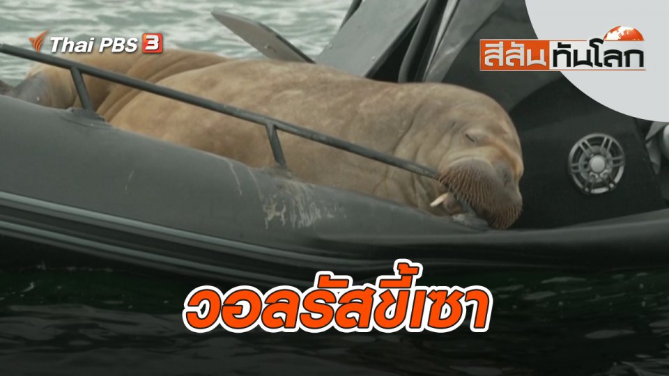 วอลรัสขี้เซา | สีสันทันโลก | 30 ก.ค. 65
