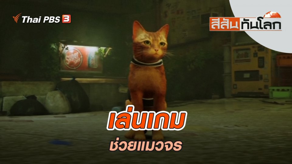 เล่นเกมช่วยแมวจร | สีสันทันโลก | 14 ส.ค. 65