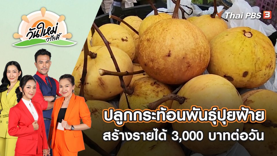 ปลูกกระท้อนพันธุ์ปุยฝ้าย สร้างรายได้ 3,000 บาทต่อวัน | วันใหม่วาไรตี้ | 17 ส.ค. 65