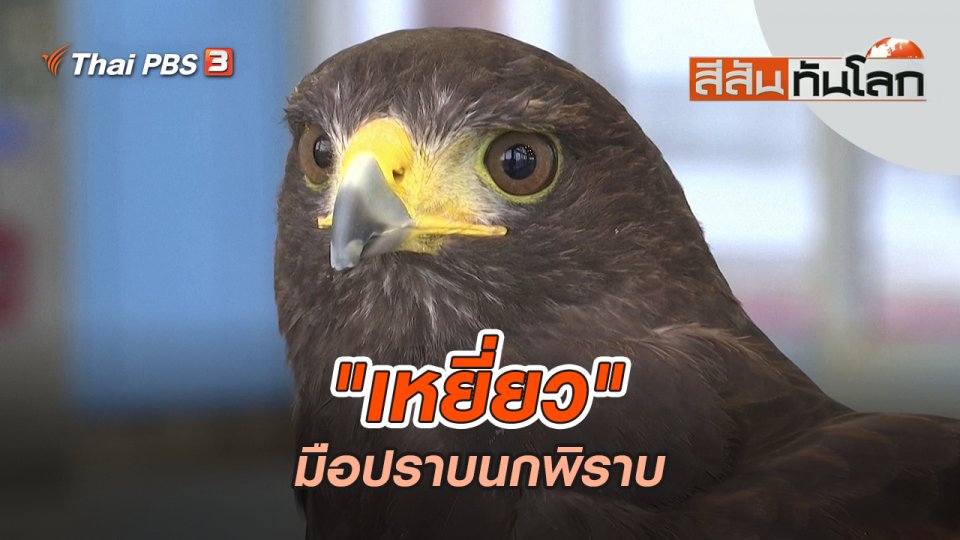 "เหยี่ยว" มือปราบนกพิราบ | สีสันทันโลก | 20 ส.ค. 65