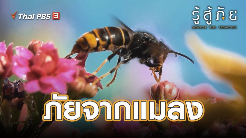​ภัยจากแมลง
