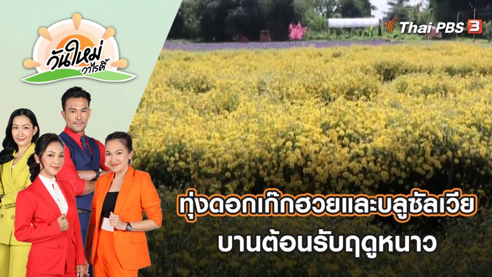 ทุ่งดอกเก๊กฮวยและบลูซัลเวียบานต้อนรับฤดูหนาว จ.พิษณุโลก | วันใหม่วาไรตี้ | 8 ธ.ค. 65