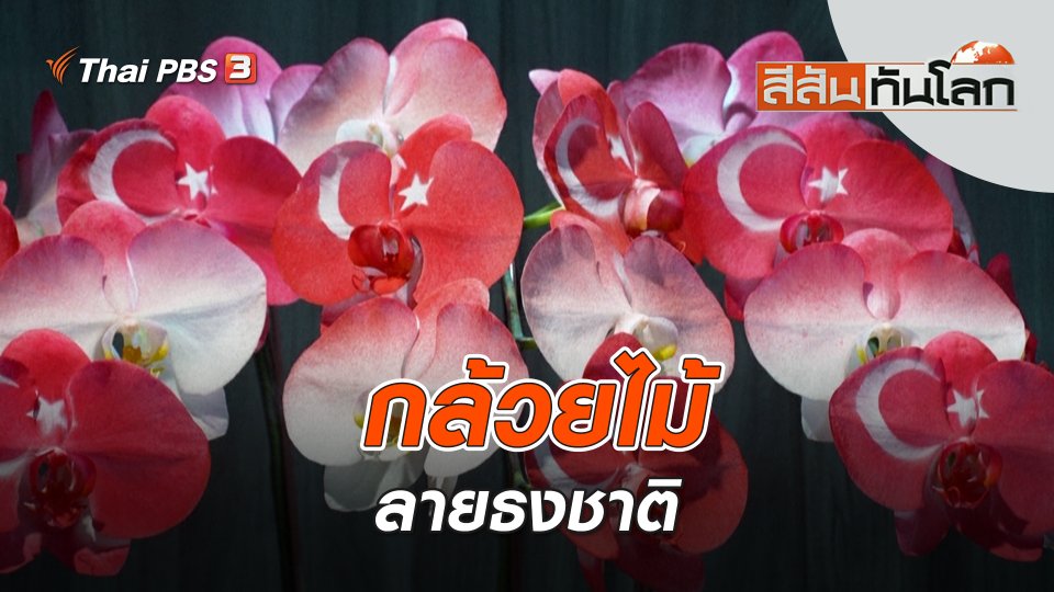 กล้วยไม้ลายธงชาติ | สีสันทันโลก | 12 มี.ค. 66