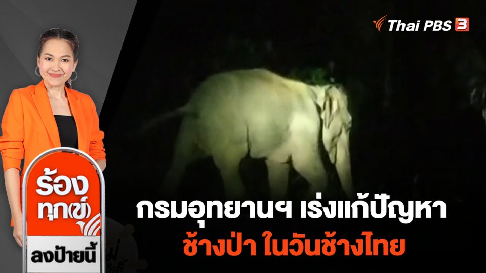 กรมอุทยานฯ เร่งแก้ปัญหาช้างป่า ในวันช้างไทย