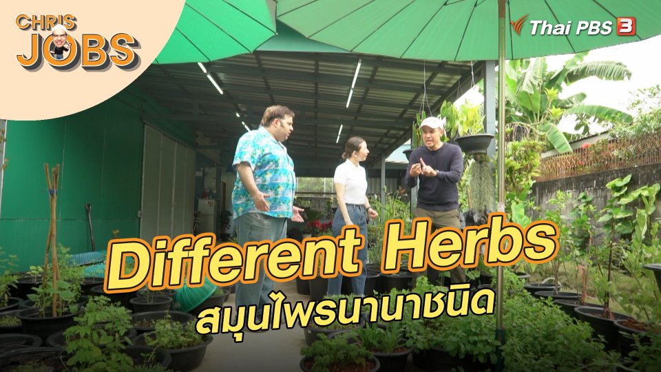 Different Herbs
