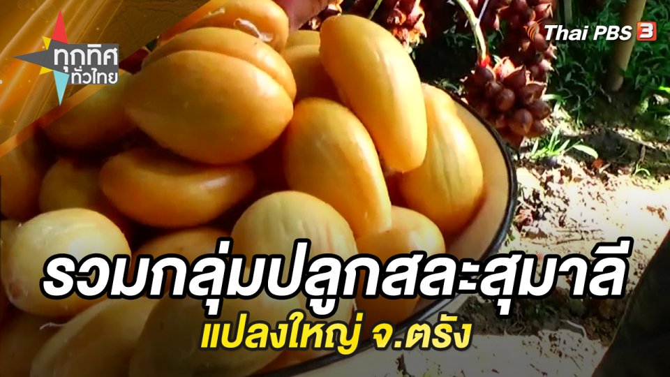 รวมกลุ่มปลูกสละสุมาลีแปลงใหญ่ จ.ตรัง