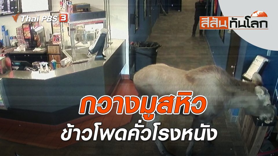 กวางมูสหิวข้าวโพดคั่วโรงหนัง | สีสันทันโลก | 30 เม.ย. 66