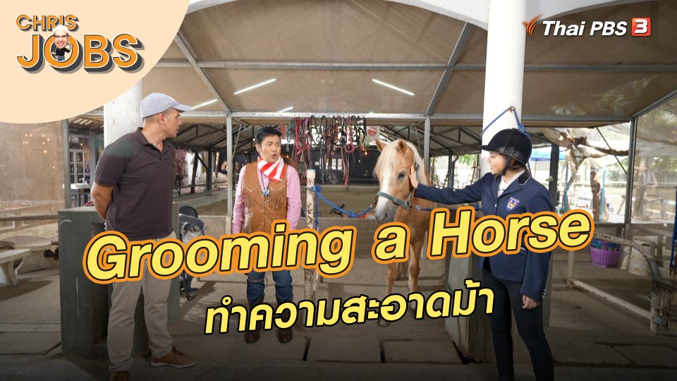 Grooming a Horse