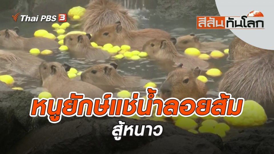 หนูยักษ์แช่น้ำลอยส้มสู้หนาว | สีสันทันโลก | 1 ม.ค. 66