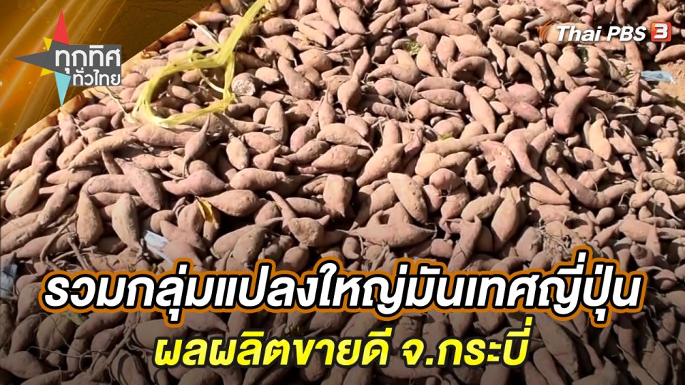 รวมกลุ่มแปลงใหญ่มันเทศญี่ปุ่นผลผลิตขายดี จ.กระบี่