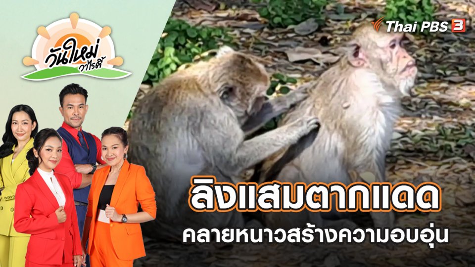 ลิงแสมตากแดดคลายหนาวสร้างความอบอุ่น | วันใหม่วาไรตี้ | 9 ม.ค. 66