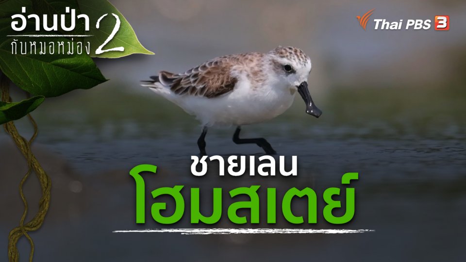ชายเลนโฮมสเตย์