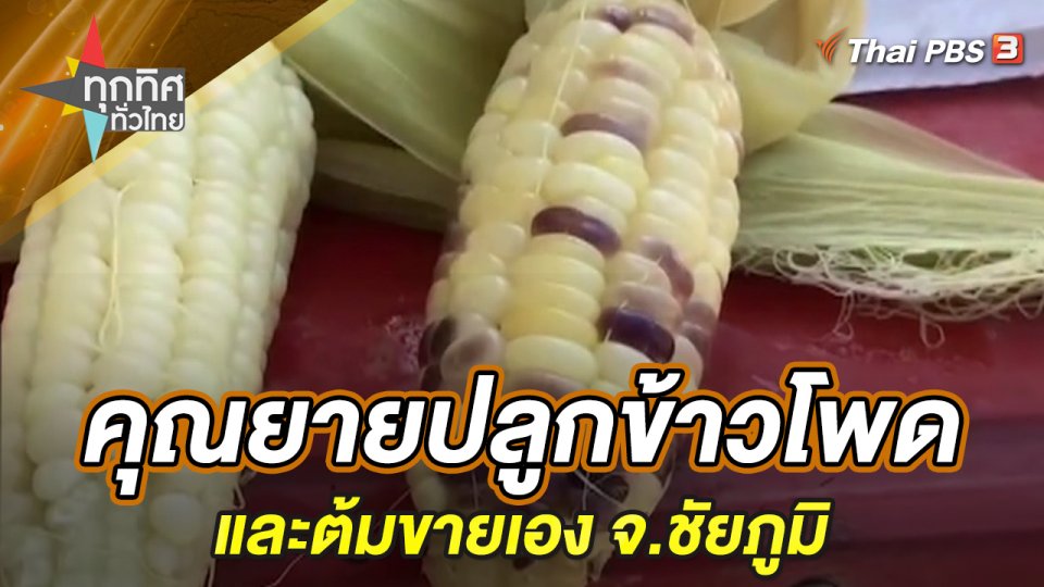 คุณยายปลูกข้าวโพดและต้มขายเอง จ.ชัยภูมิ