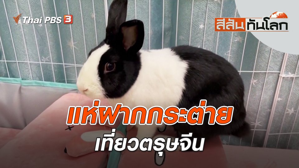 แห่ฝากกระต่ายเที่ยวตรุษจีน | สีสันทันโลก | 29 ม.ค. 66