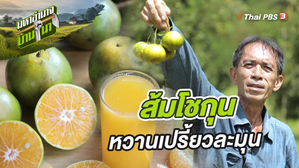 ส้มโชกุน หวานเปรี้ยวละมุน คุณต้องลอง