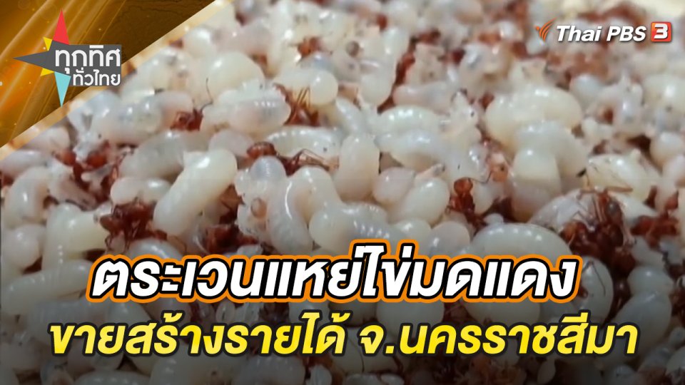 ตระเวนแหย่ไข่มดแดงขายสร้างรายได้ จ.นครราชสีมา