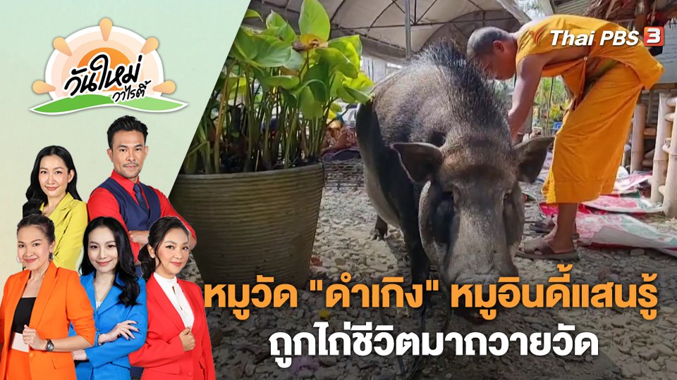 หมูวัด "ดำเกิง" หมูอินดี้แสนรู้ถูกไถ่ชีวิตมาถวายวัด | วันใหม่วาไรตี้ | 28 ก.พ. 66