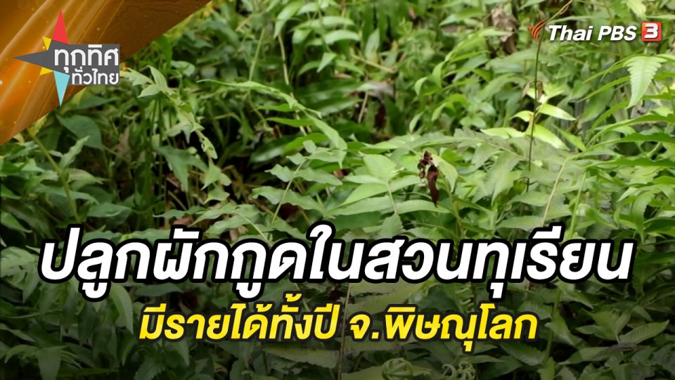 ปลูกผักกูดในสวนทุเรียนมีรายได้ทั้งปี จ.พิษณุโลก